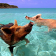 Illustration for article titled I belong with these pigs.
